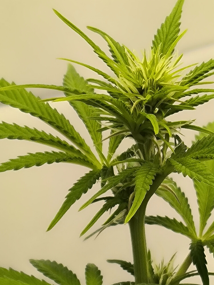 Growreport Bild 46