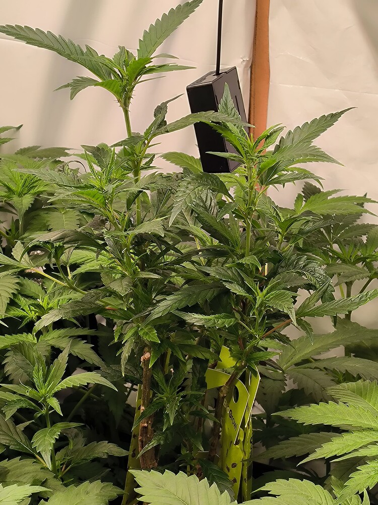Growreport Bild 30