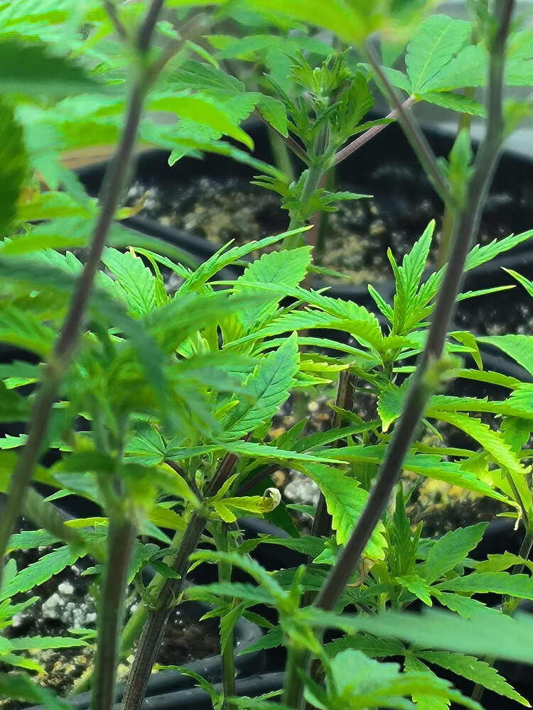 Growreport Bild 4