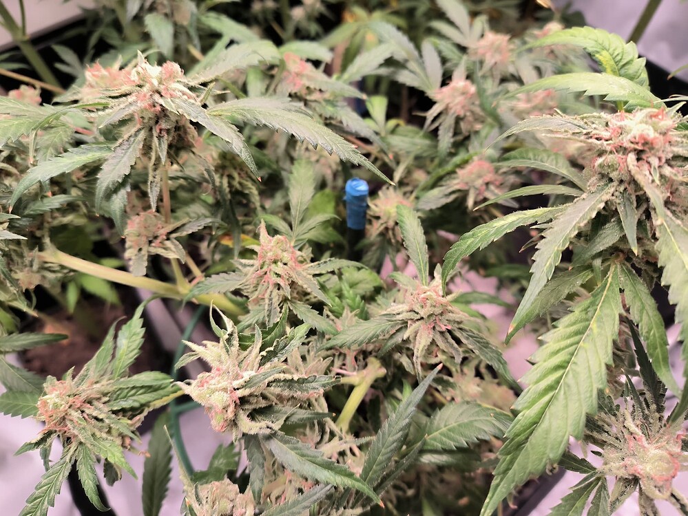 Growreport Bild 10