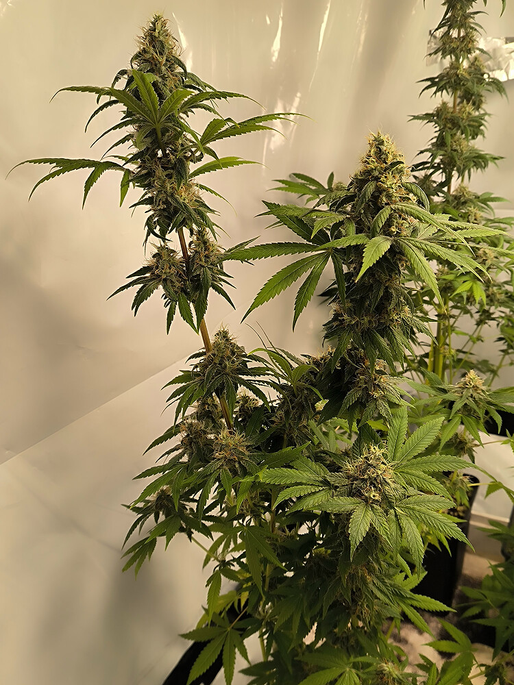 Growreport Bild 18