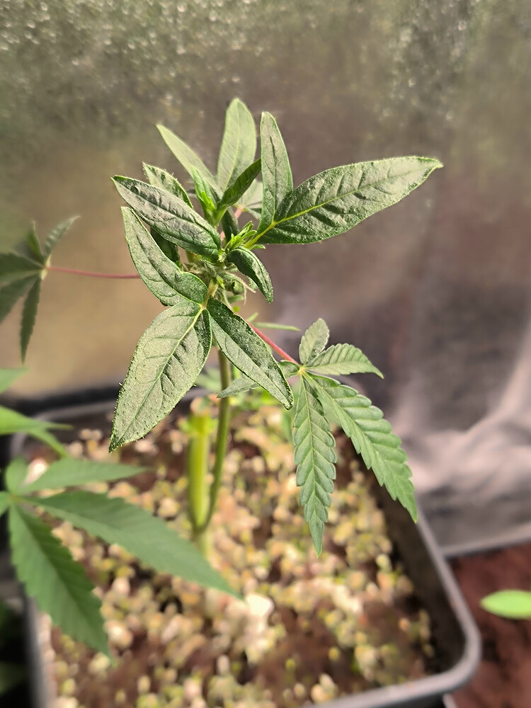 Growreport Bild 31