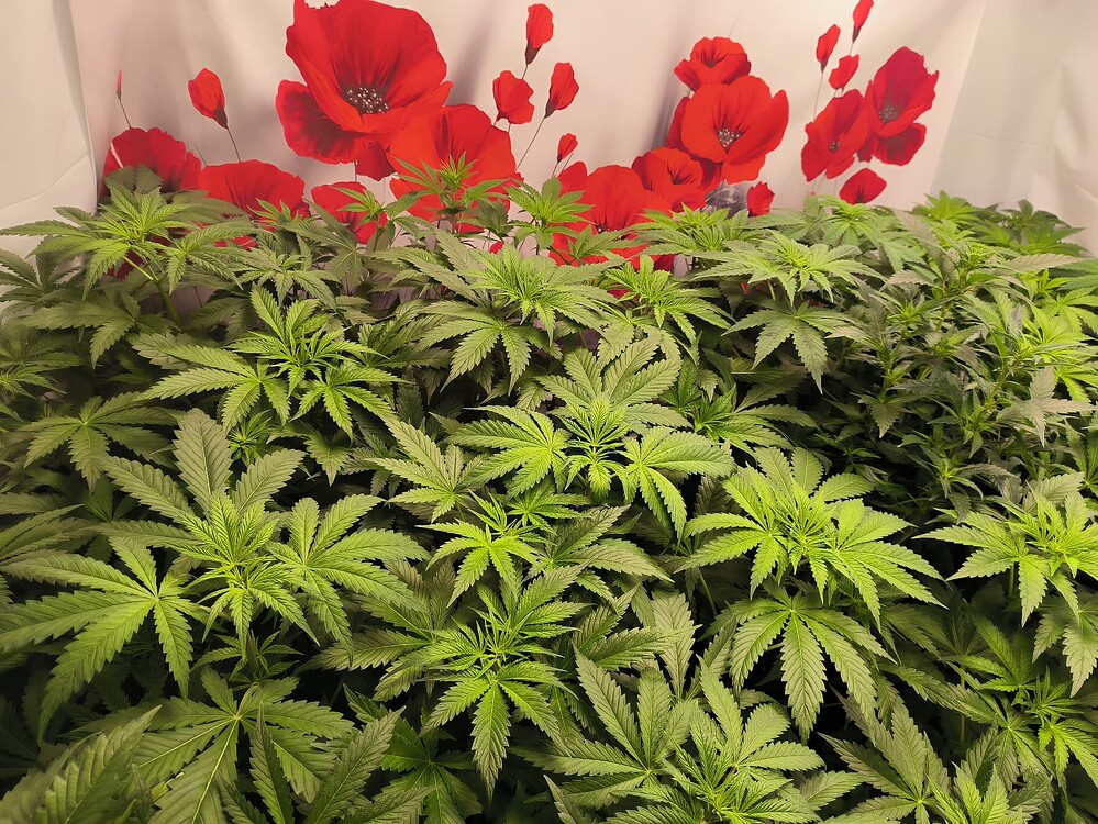 Mehrere Cannabis-Pflanzen in der Wachstumsphase, dicht beieinander stehend, vor einem Hintergrund mit roten Mohnblumen.