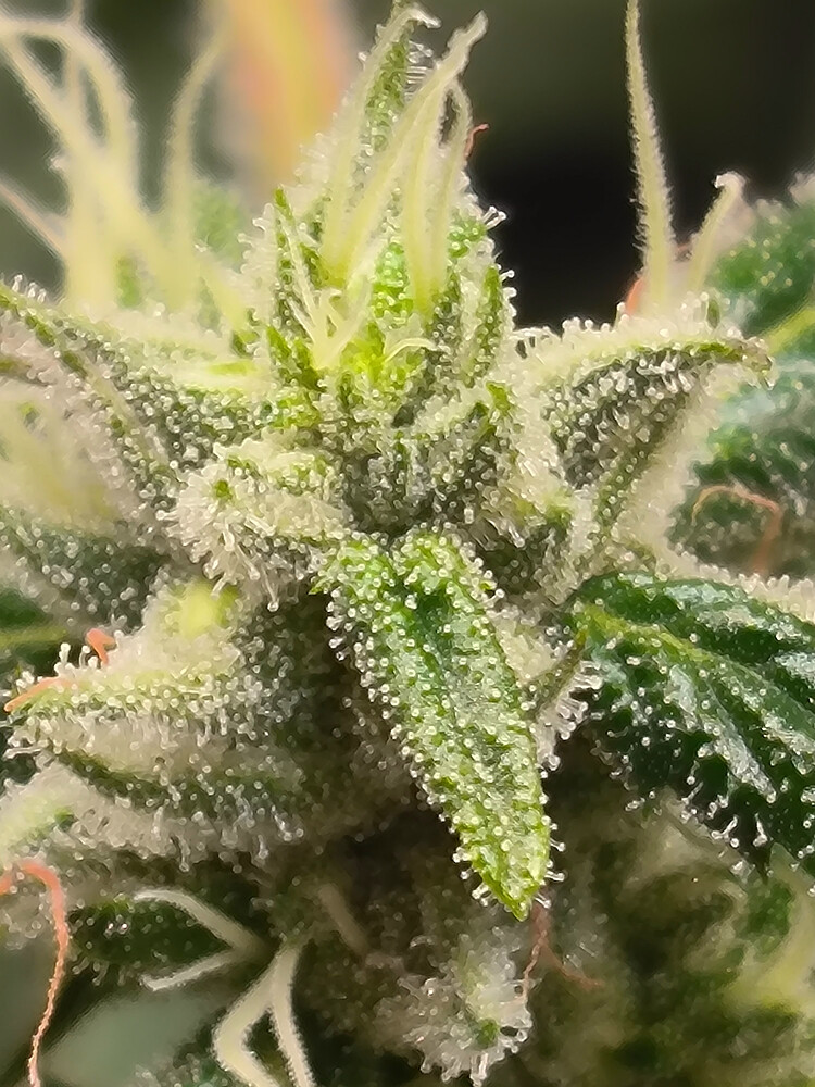 Growreport Bild 7