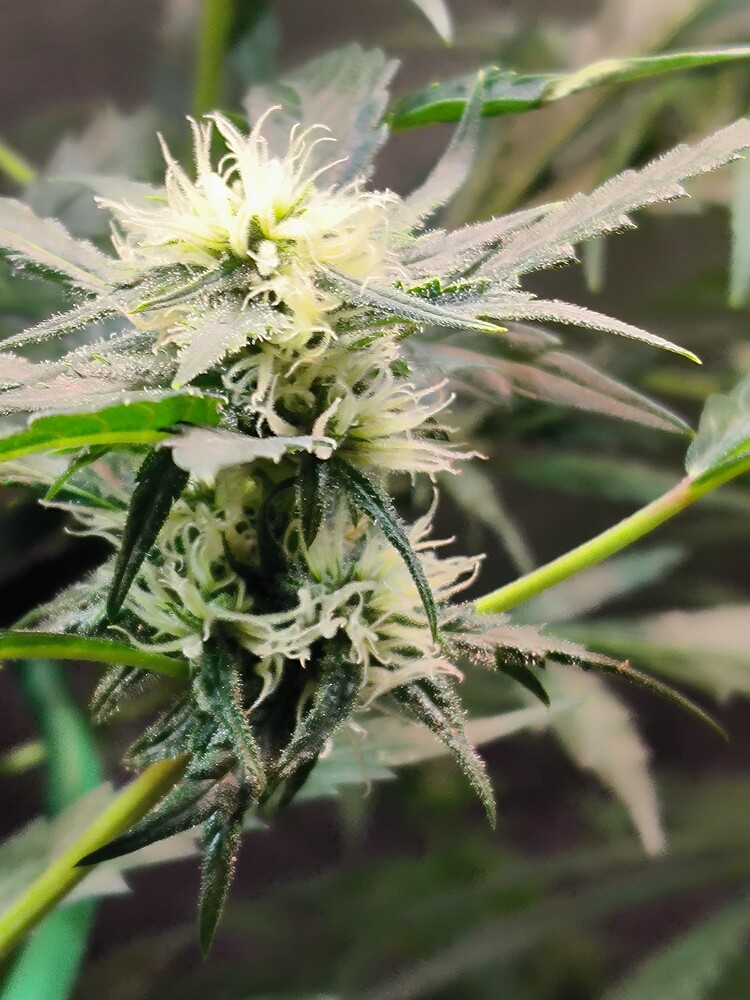 Growreport Bild 3