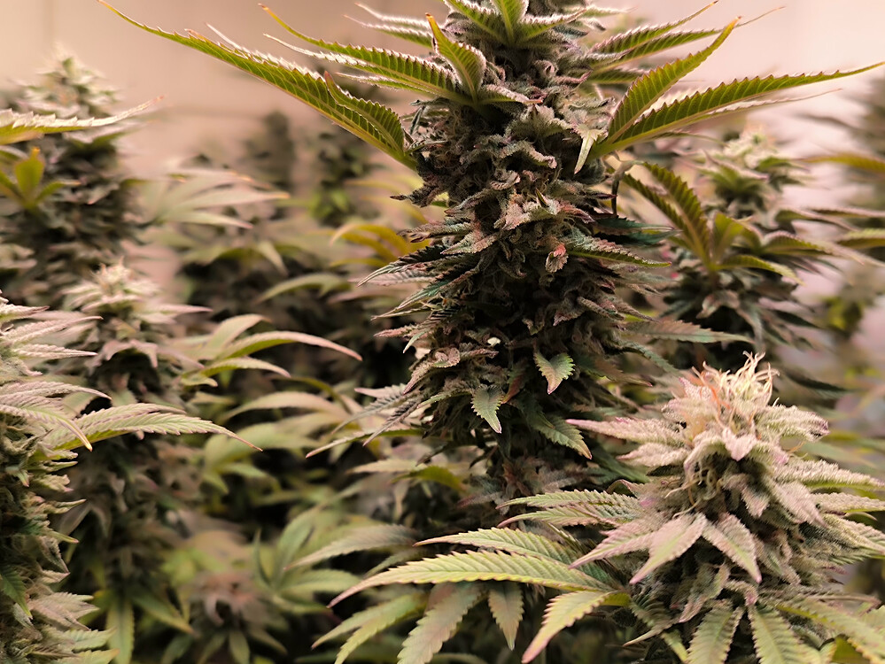 Growreport Bild 5