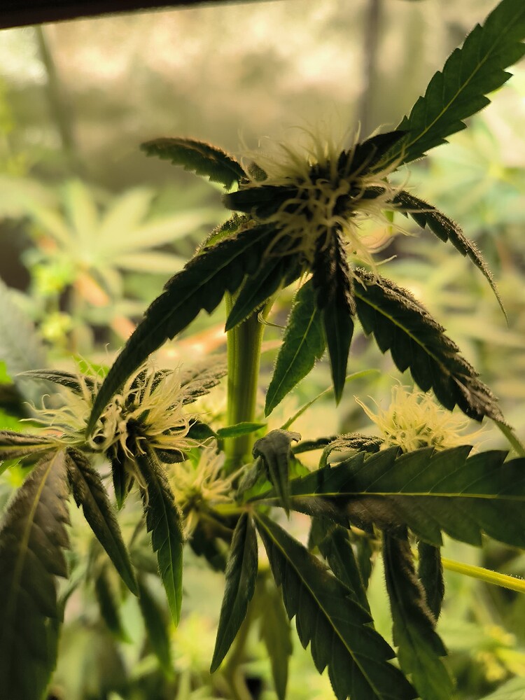 Nahaufnahme einer Cannabis-Pflanze im frühen Blütestadium mit mehreren jungen Blütenständen und Trichomen, die sich an den Spitzen der Zweige bilden. Die Blätter sind dunkelgrün und zeigen Anzeichen von Reife.