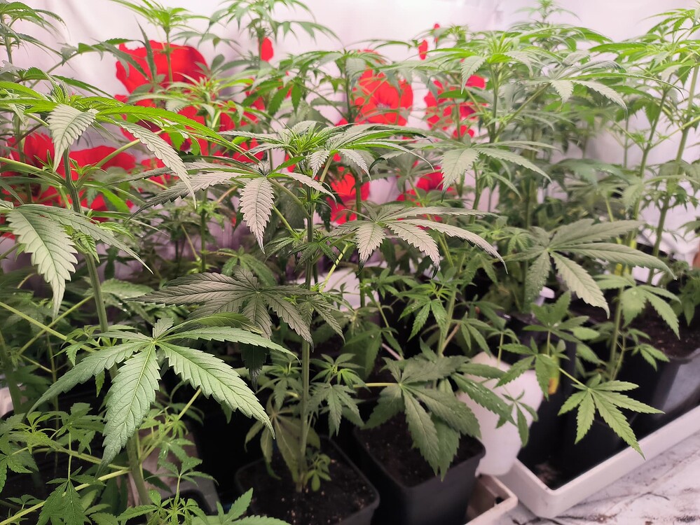 Mehrere junge Cannabis-Pflanzen in Töpfen, die sich in der Wachstumsphase befinden. Die Blätter sind grün und fächerförmig, und die Pflanzen sind dicht beieinander angeordnet.