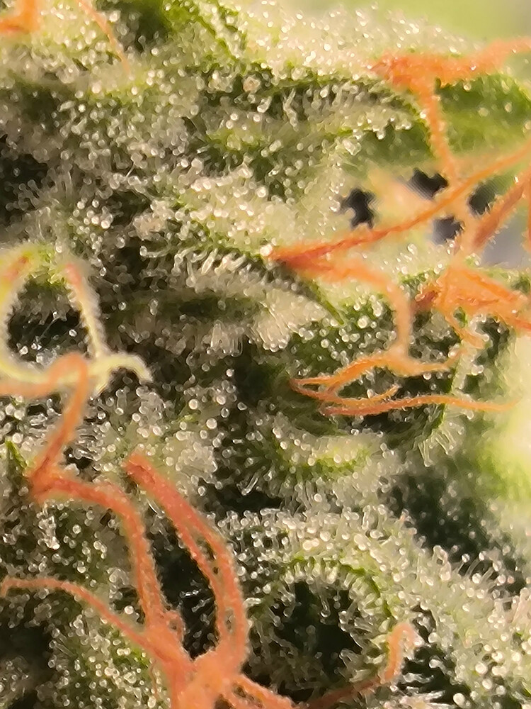 Growreport Bild 15