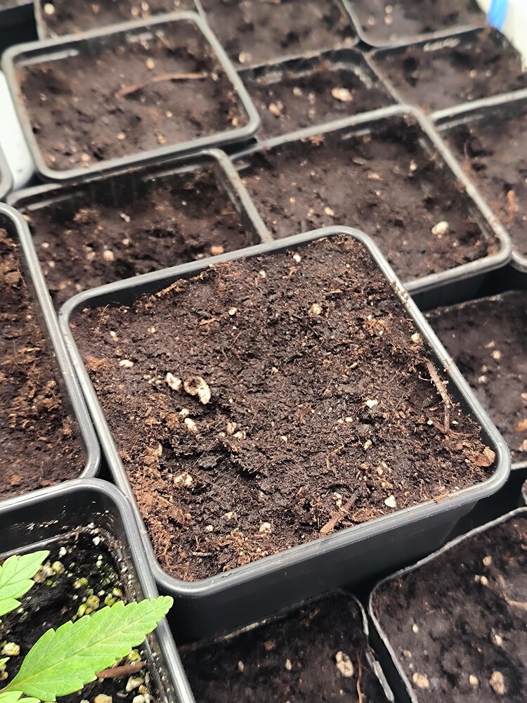 Mehrere kleine schwarze Anzuchttöpfe mit Erde, einige davon mit jungen Cannabis-Pflanzen. Im Vordergrund links ist eine junge Pflanze mit charakteristischen Fiederblättern zu sehen.