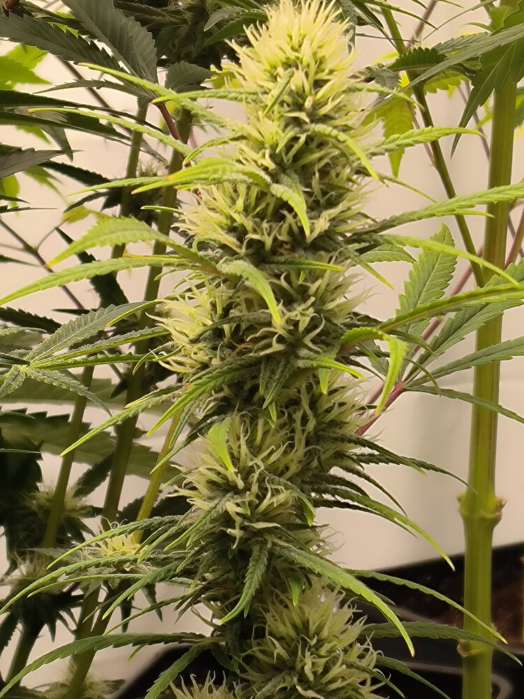 Growreport Bild 86