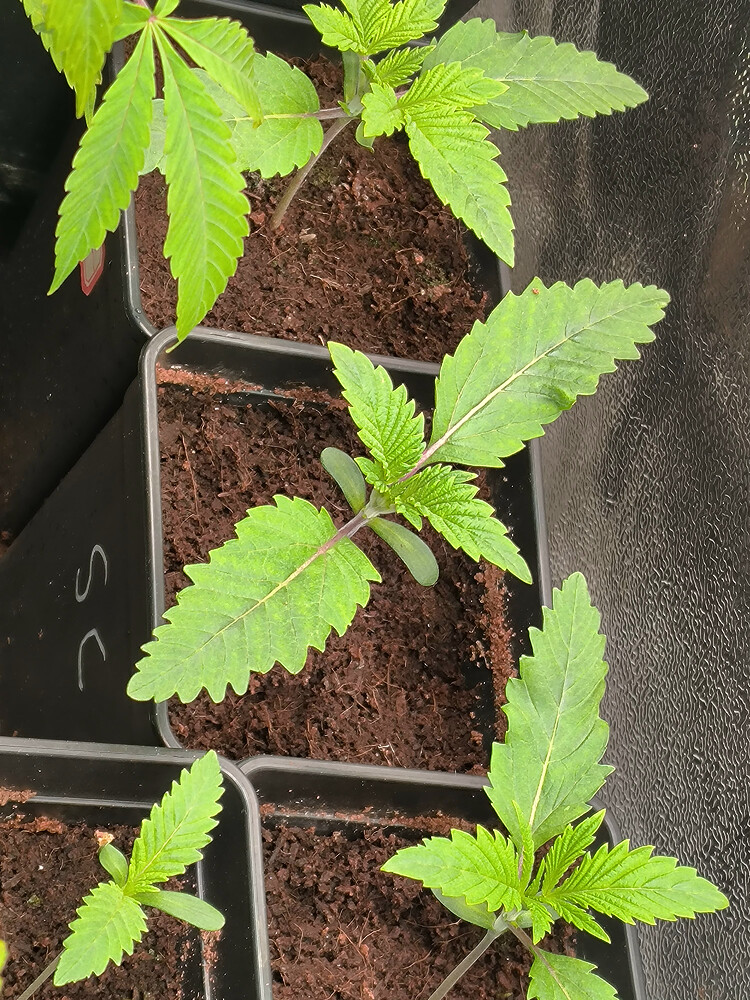 Growreport Bild 53