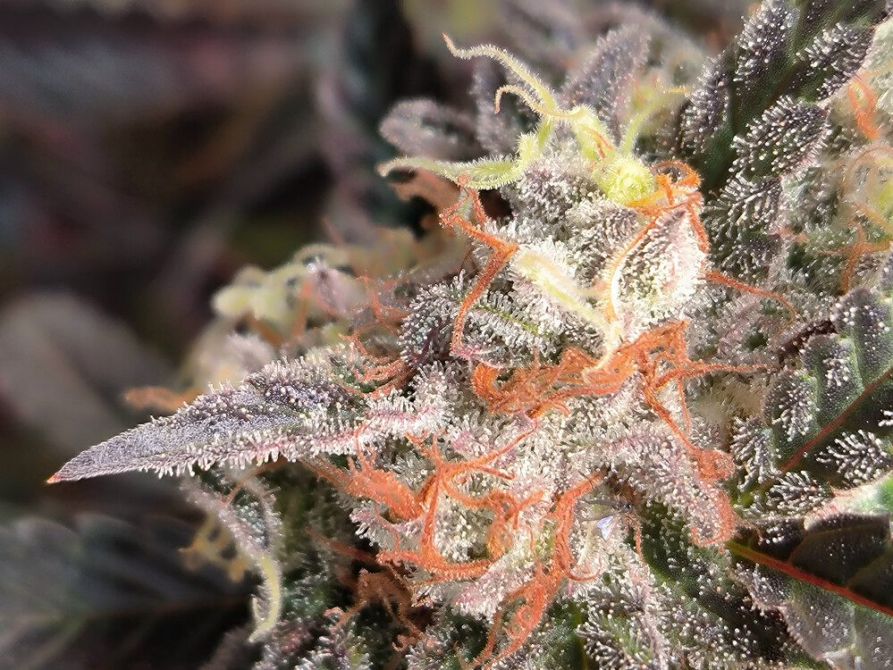 Growreport Bild 14