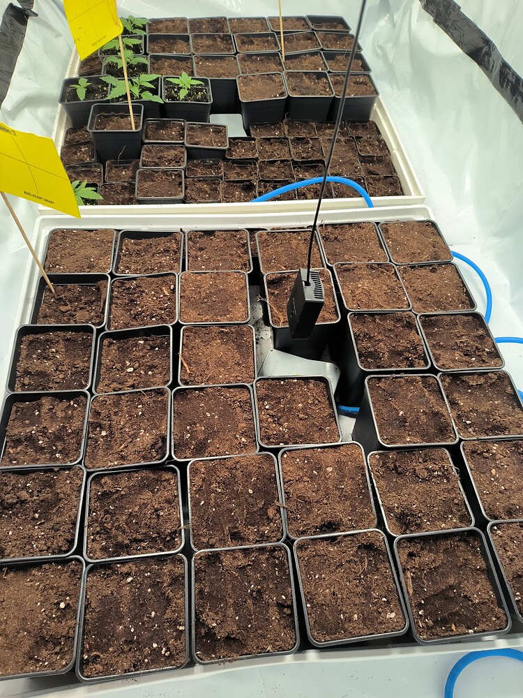 Viele kleine Pflanzen in schwarzen Töpfen, einige davon mit gelben Warnschildern, in einem Grow-Zelt.