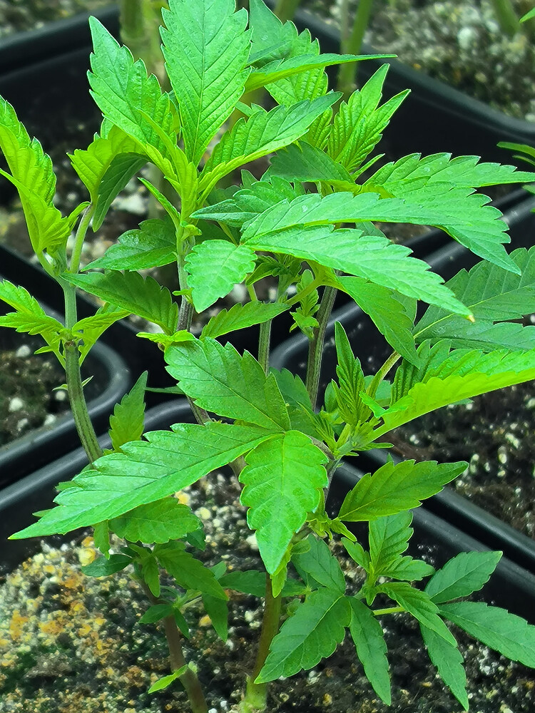 Growreport Bild 4