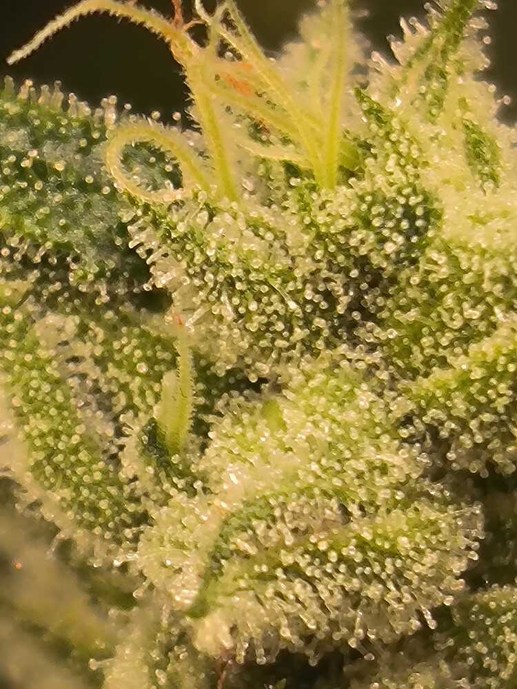 Growreport Bild 1