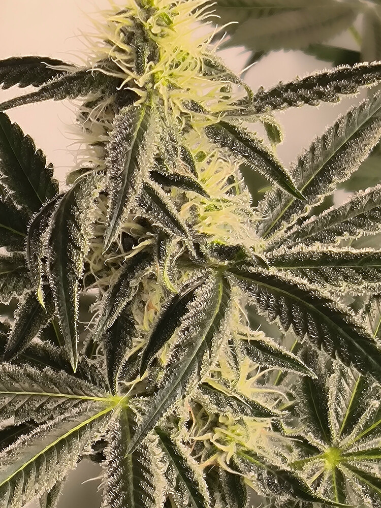 Growreport Bild 14