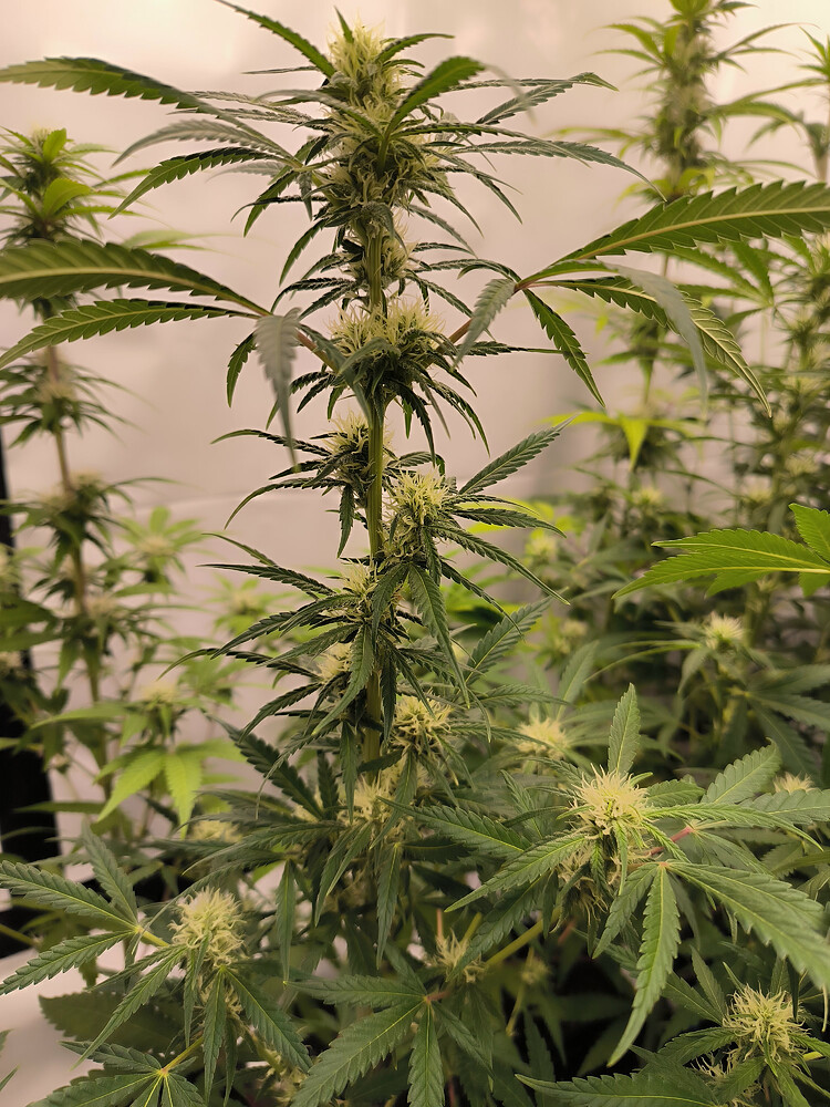 Growreport Bild 69