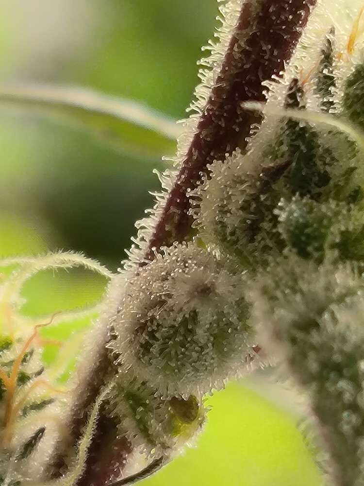 Growreport Bild 2