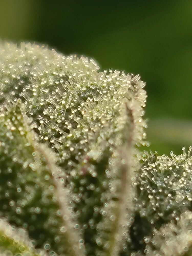 Growreport Bild 1