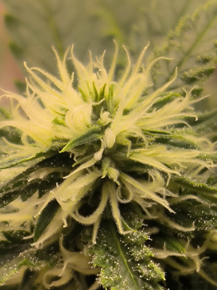 Growreport Bild 4