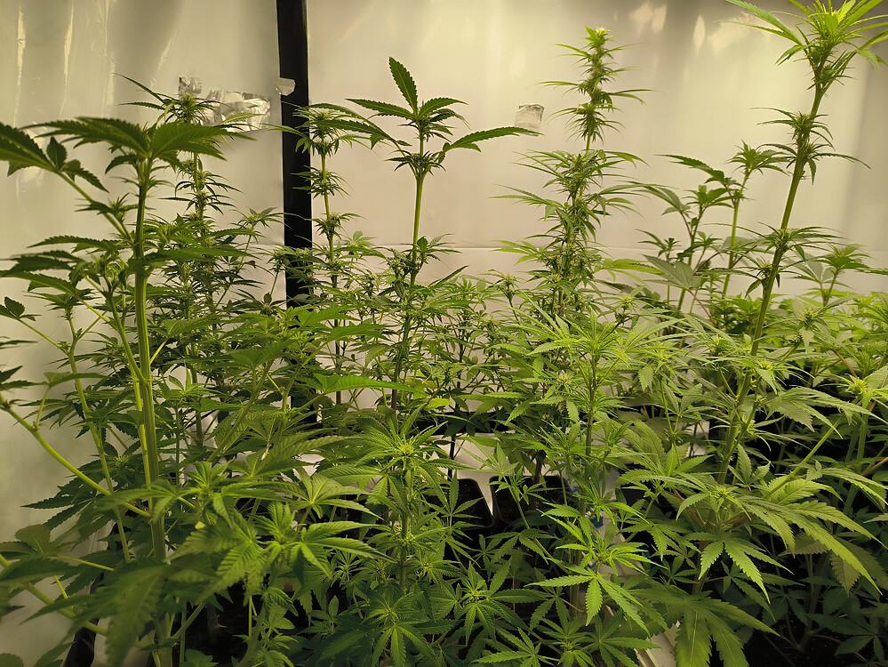 Growreport Bild 63