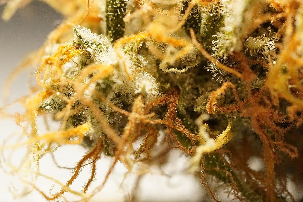 Growreport Bild 8