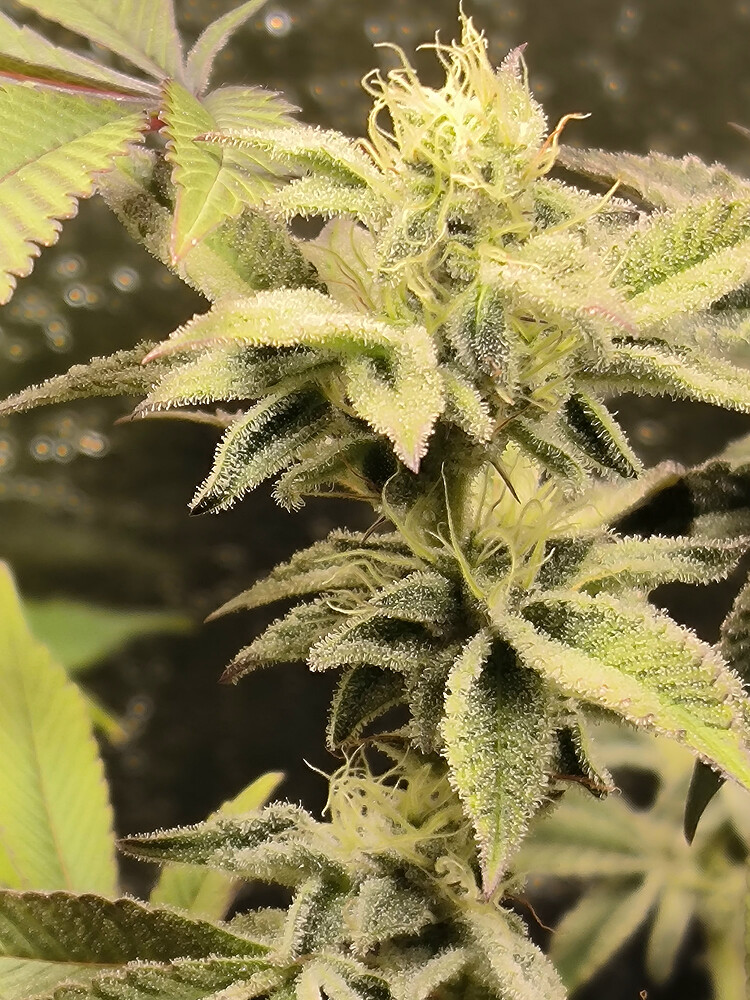 Growreport Bild 18