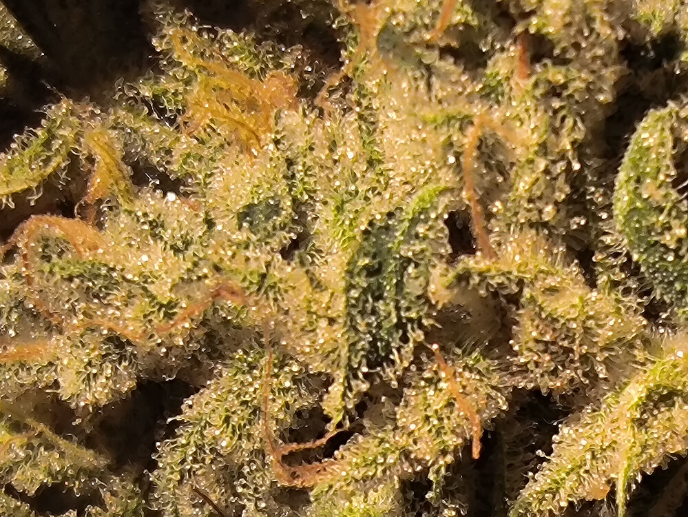 Growreport Bild 1