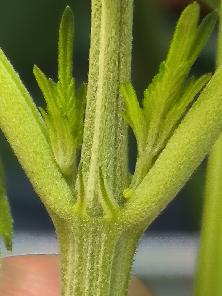 Growreport Bild 7