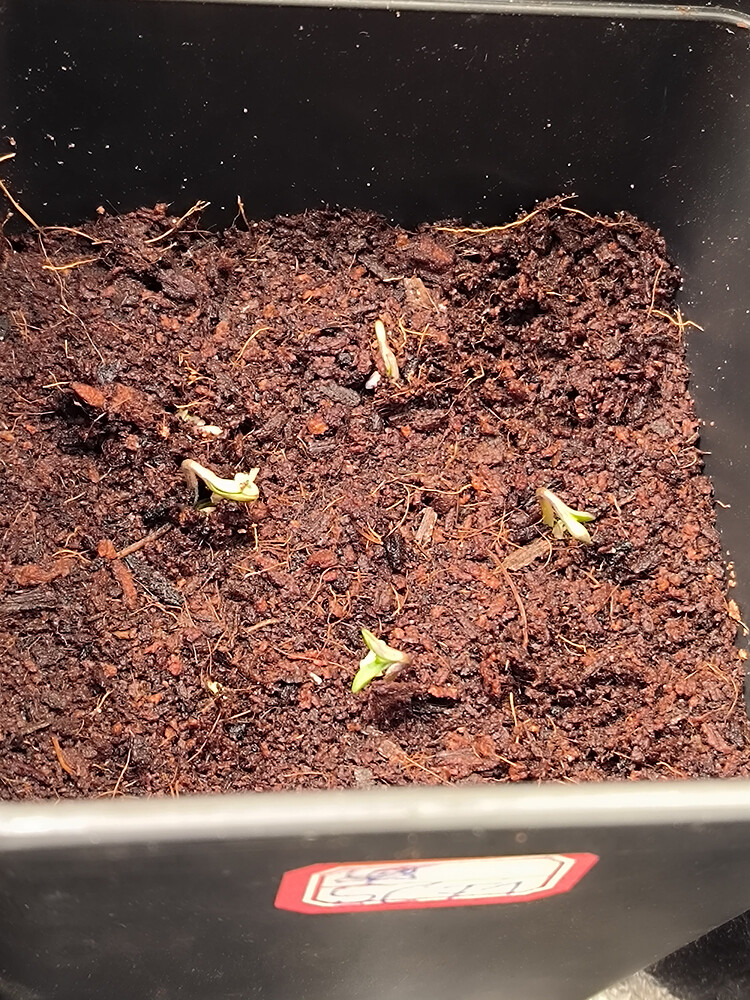 Growreport Bild 2