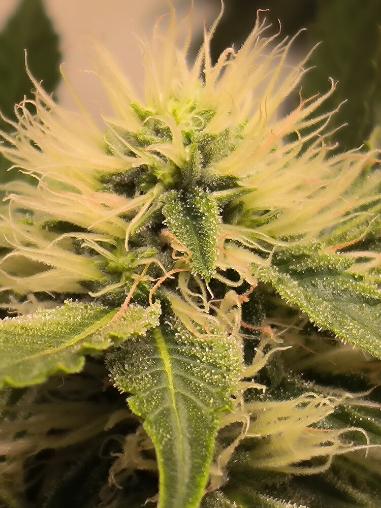 Growreport Bild 4