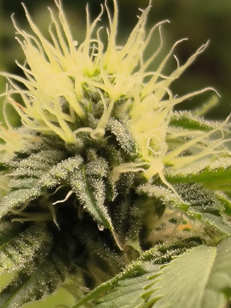 Growreport Bild 1