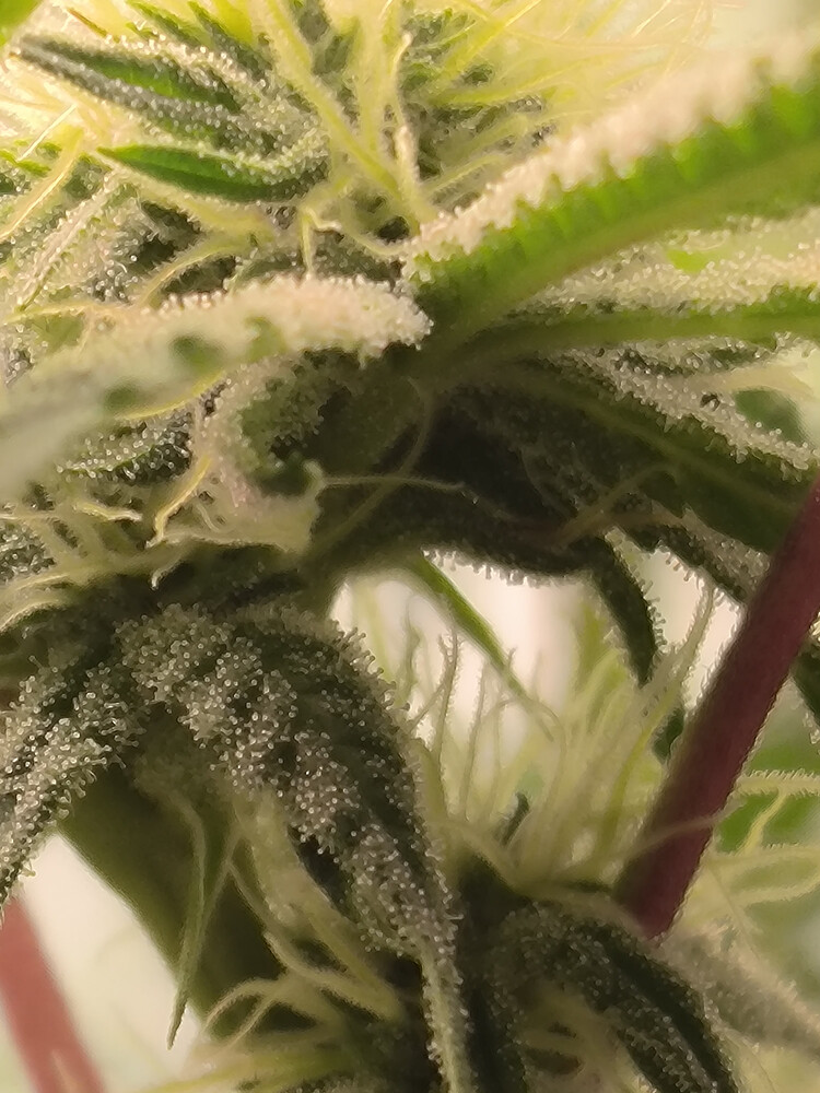 Growreport Bild 6