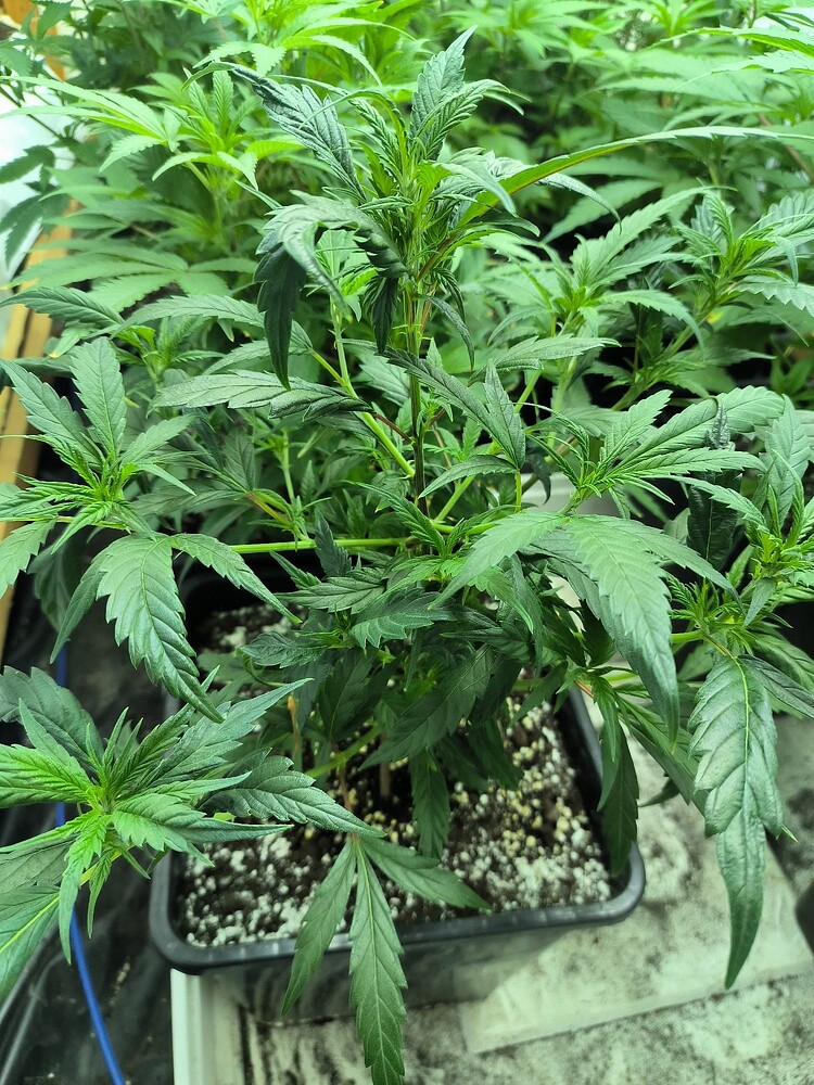 Growreport Bild 93