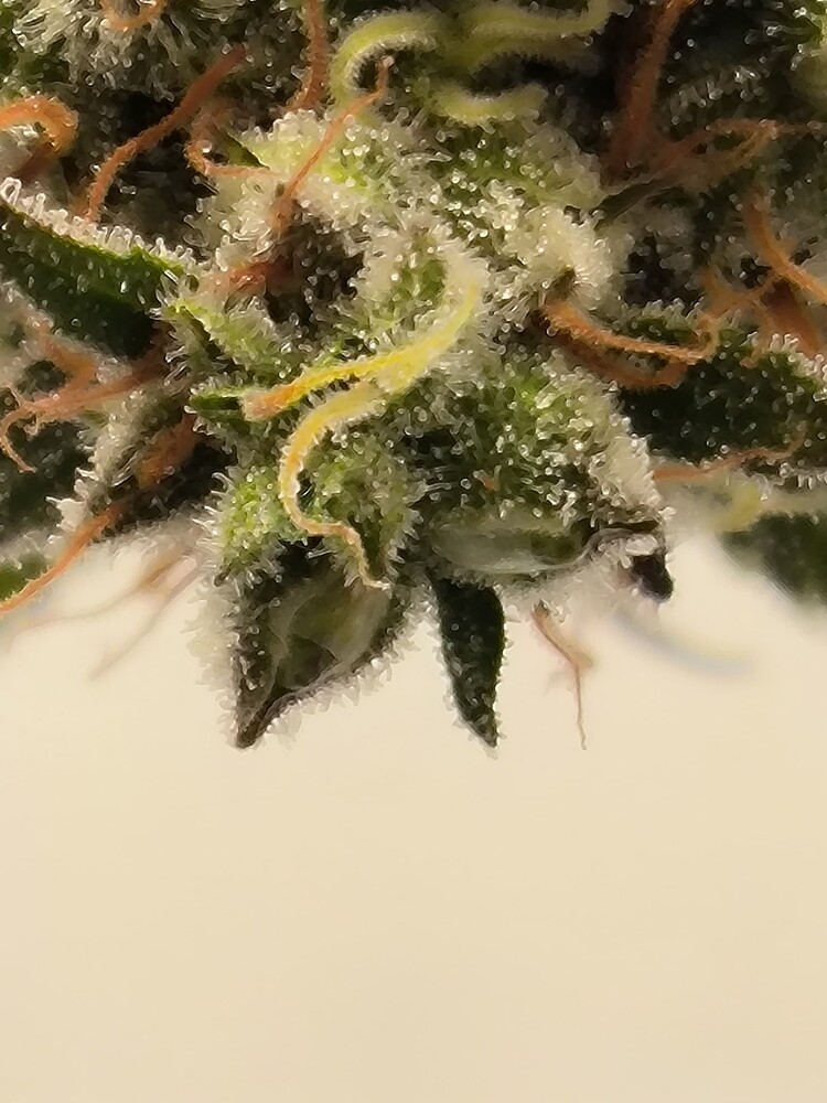 Nahaufnahme eines Cannabis-Buds mit Trichomen und Pistillen.