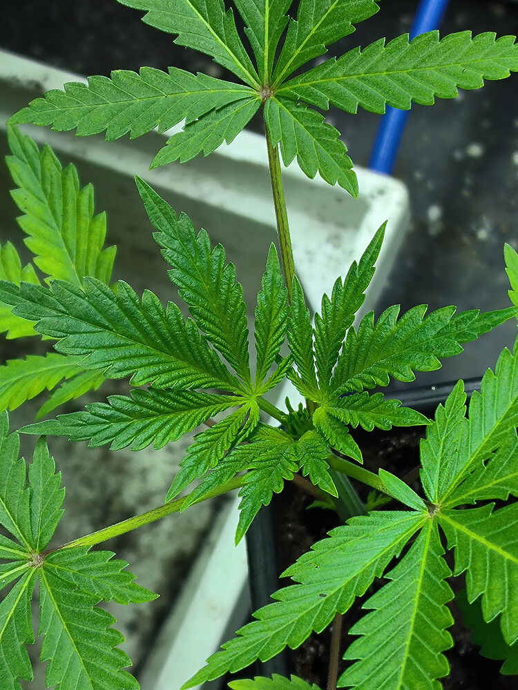 Growreport Bild 2