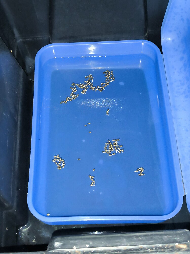 Ein blaues Tablett mit vielen Cannabis-Samen, die in Wasser liegen.
