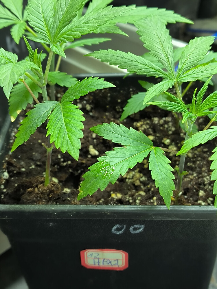 Growreport Bild 1