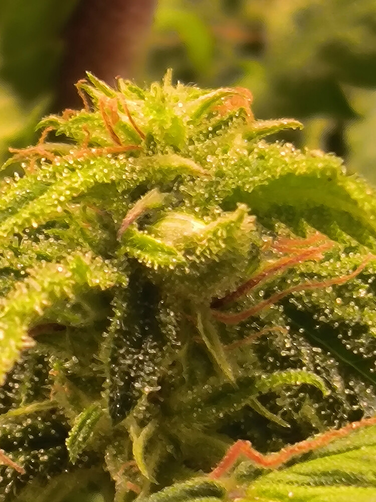 Growreport Bild 9