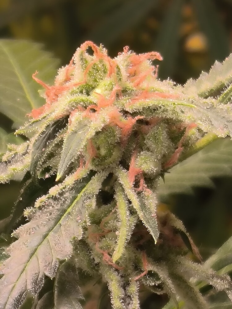 Growreport Bild 21