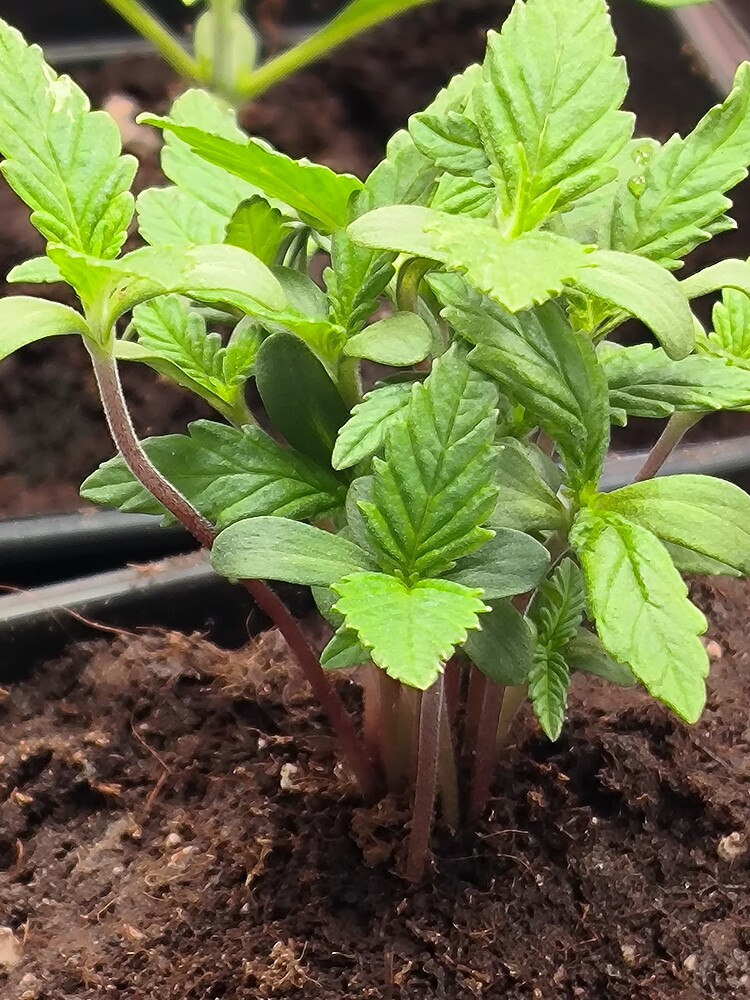 Growreport Bild 20