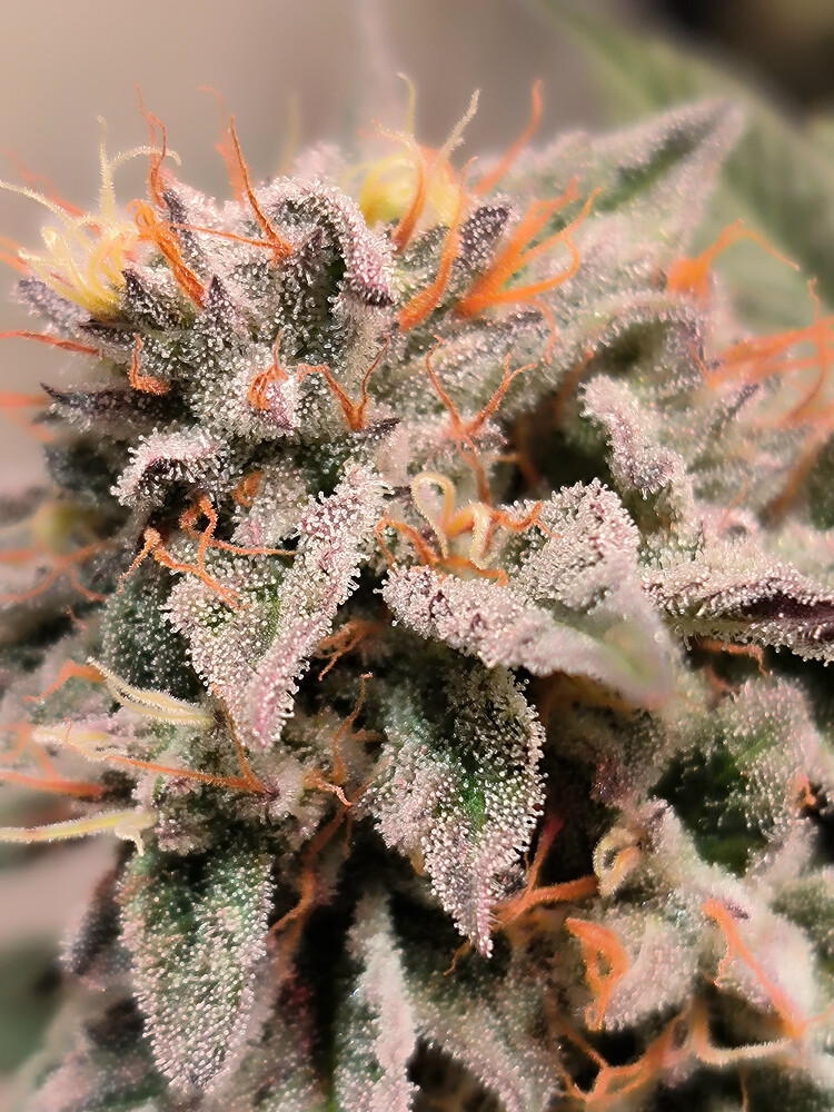 Growreport Bild 12