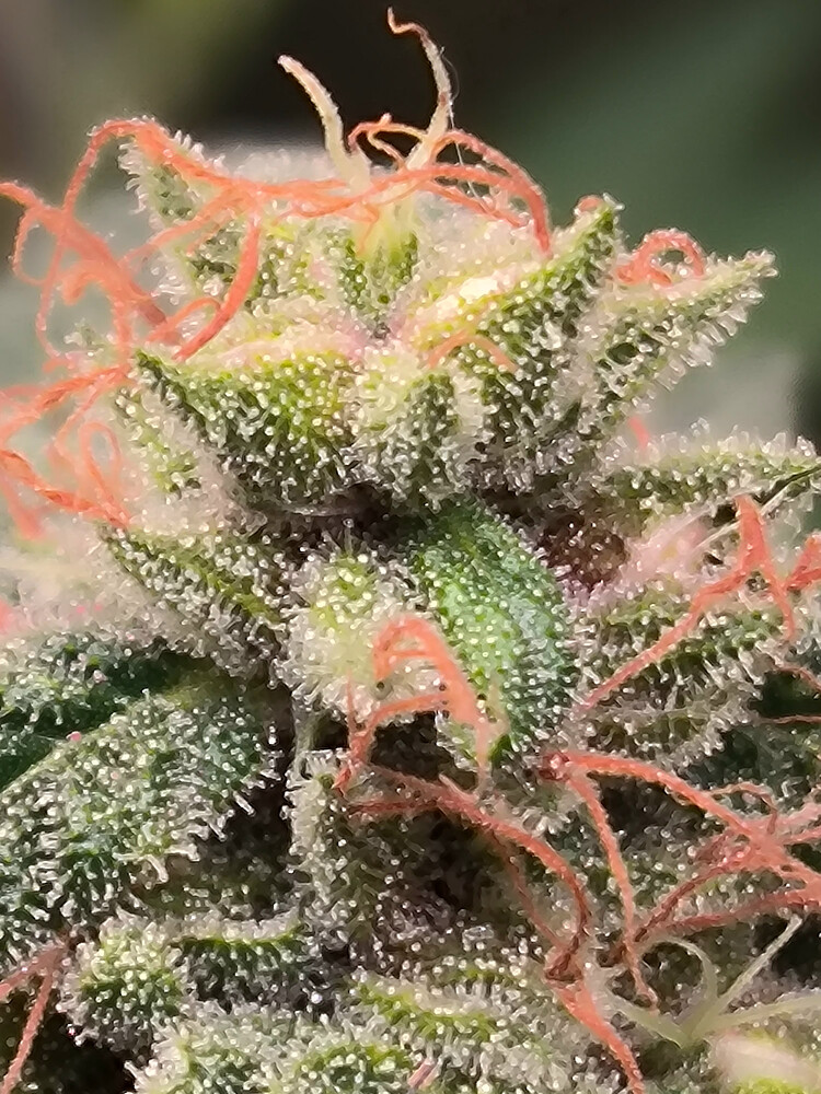 Growreport Bild 3