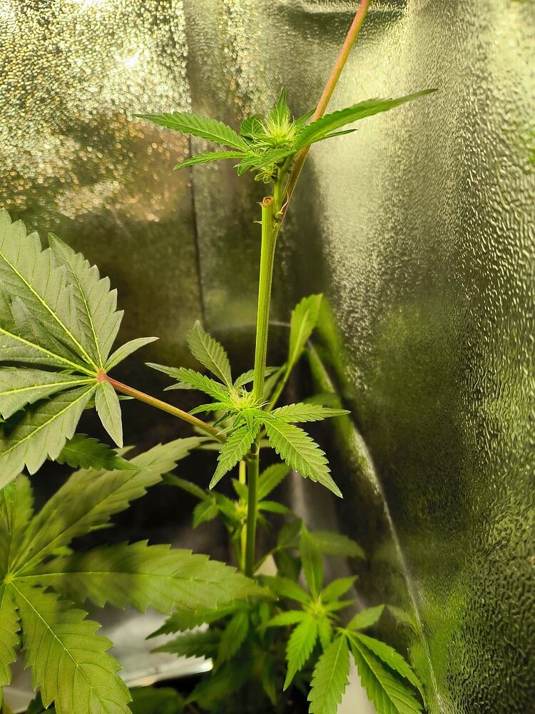 Eine junge Cannabis-Pflanze in der Blütephase, mit mehreren sich entwickelnden Blütenständen und Blättern, in einer Growbox mit reflektierender Wand.