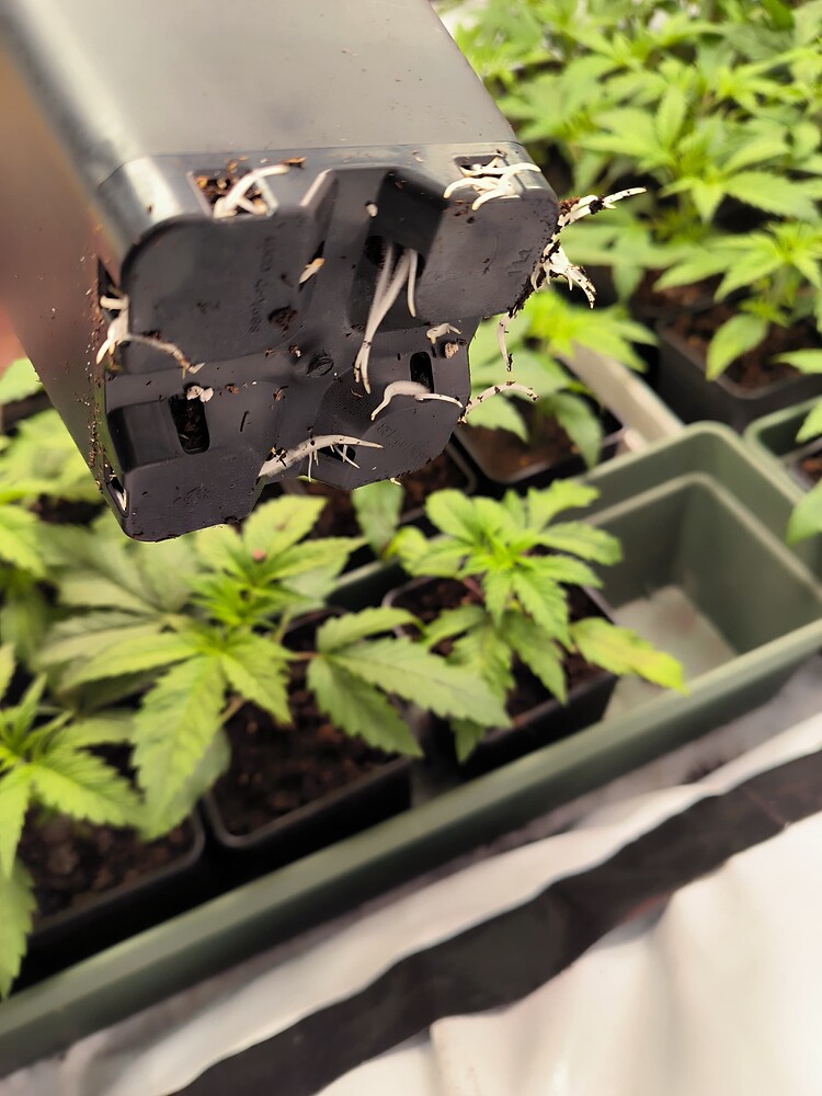 Ein Topf wird von unten gezeigt, aus dessen Drainagelöchern Wurzeln wachsen. Im Hintergrund sind mehrere junge Cannabispflanzen in kleinen Töpfen zu sehen.