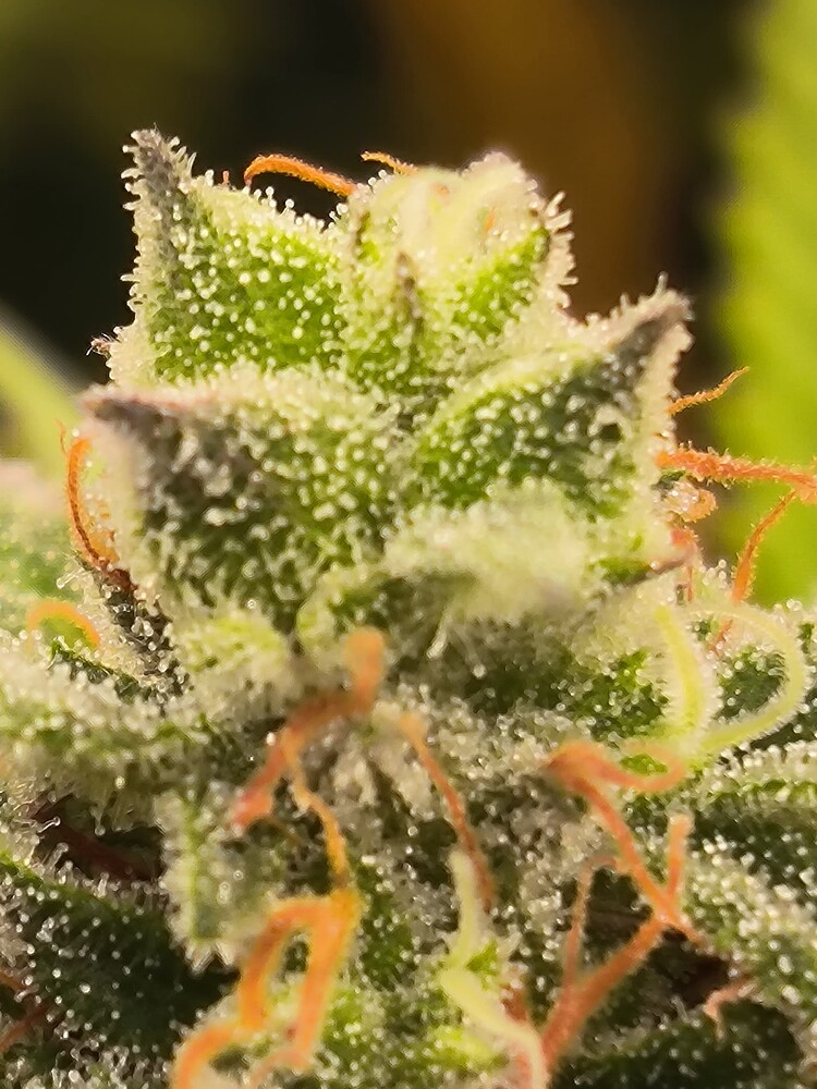 Nahaufnahme eines Cannabis-Buds mit vielen Trichomen und einigen orangefarbenen Stempeln.