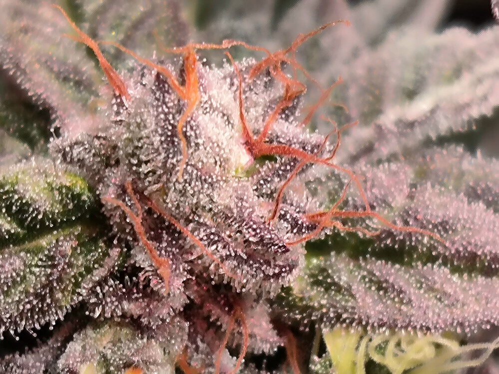 Growreport Bild 13