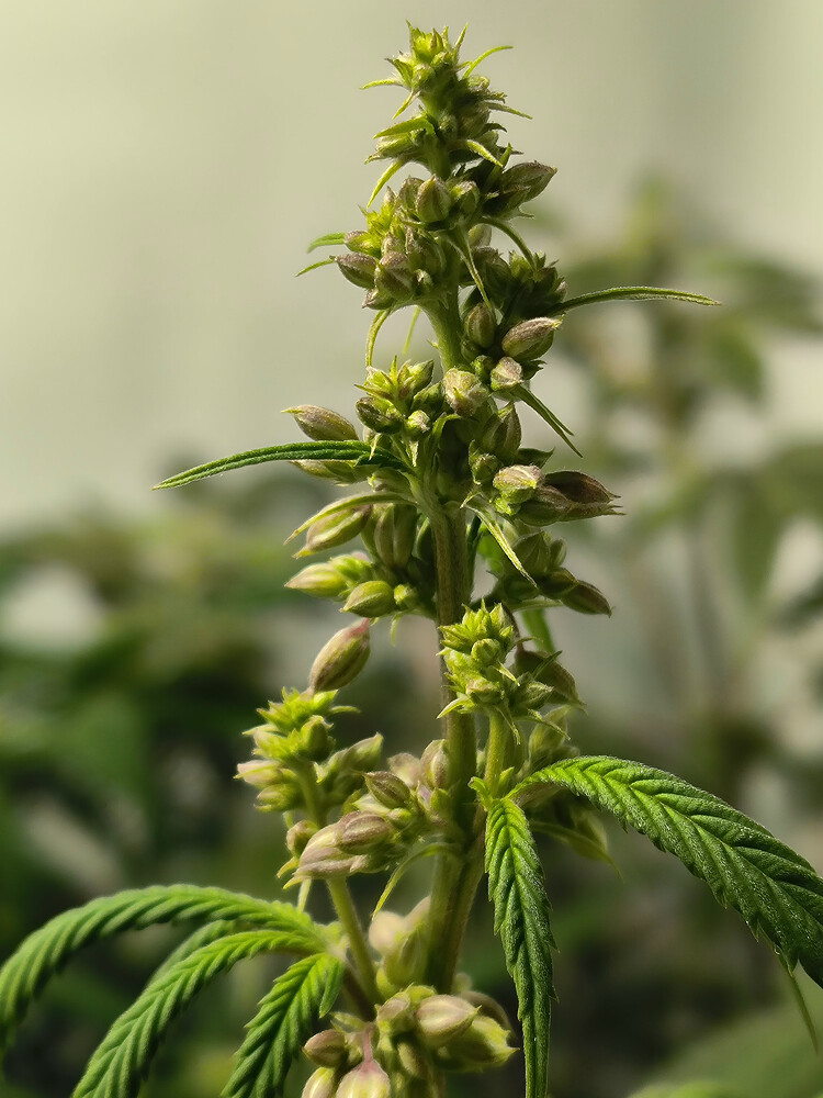 Growreport Bild 2