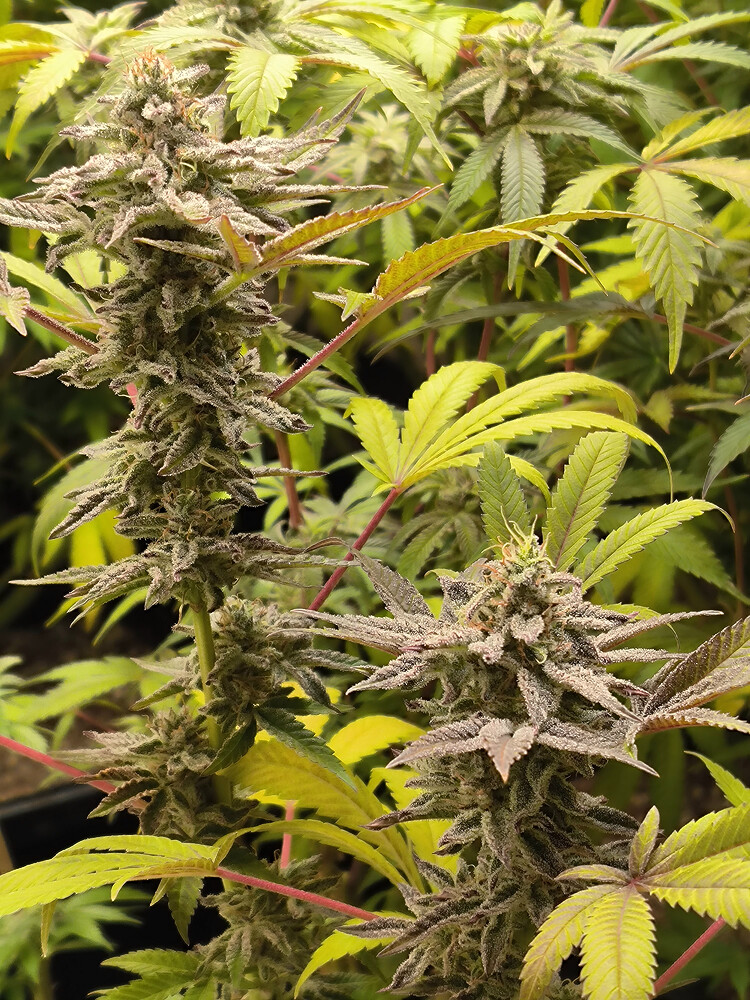 Growreport Bild 1